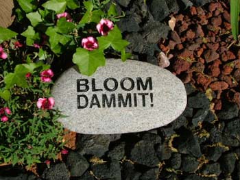 BloomDammit
