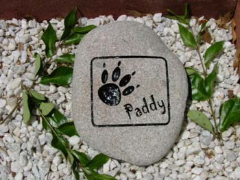 Paddy
