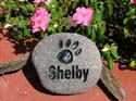 Shelby